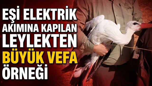 Eşi elektrik akımına kapılan leylekten büyük vefa örneği