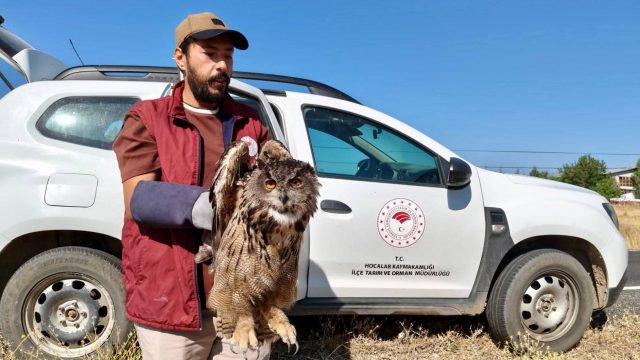 Yaralı bulunan puhu kuşu koruma altına alındı